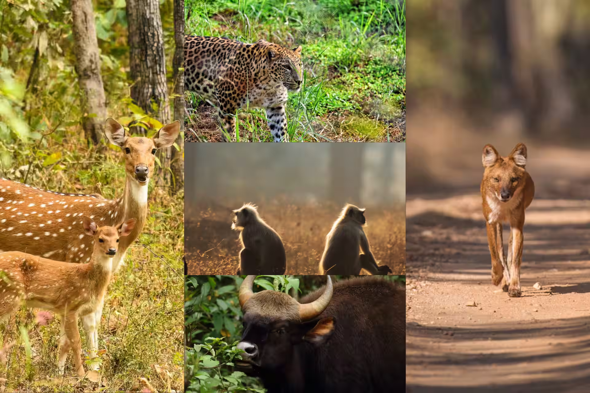 Animals in Pench Besides Tigers