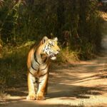 Last Minute Pench Safari Booking