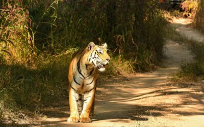 Last Minute Pench Safari Booking: Is It Possible?