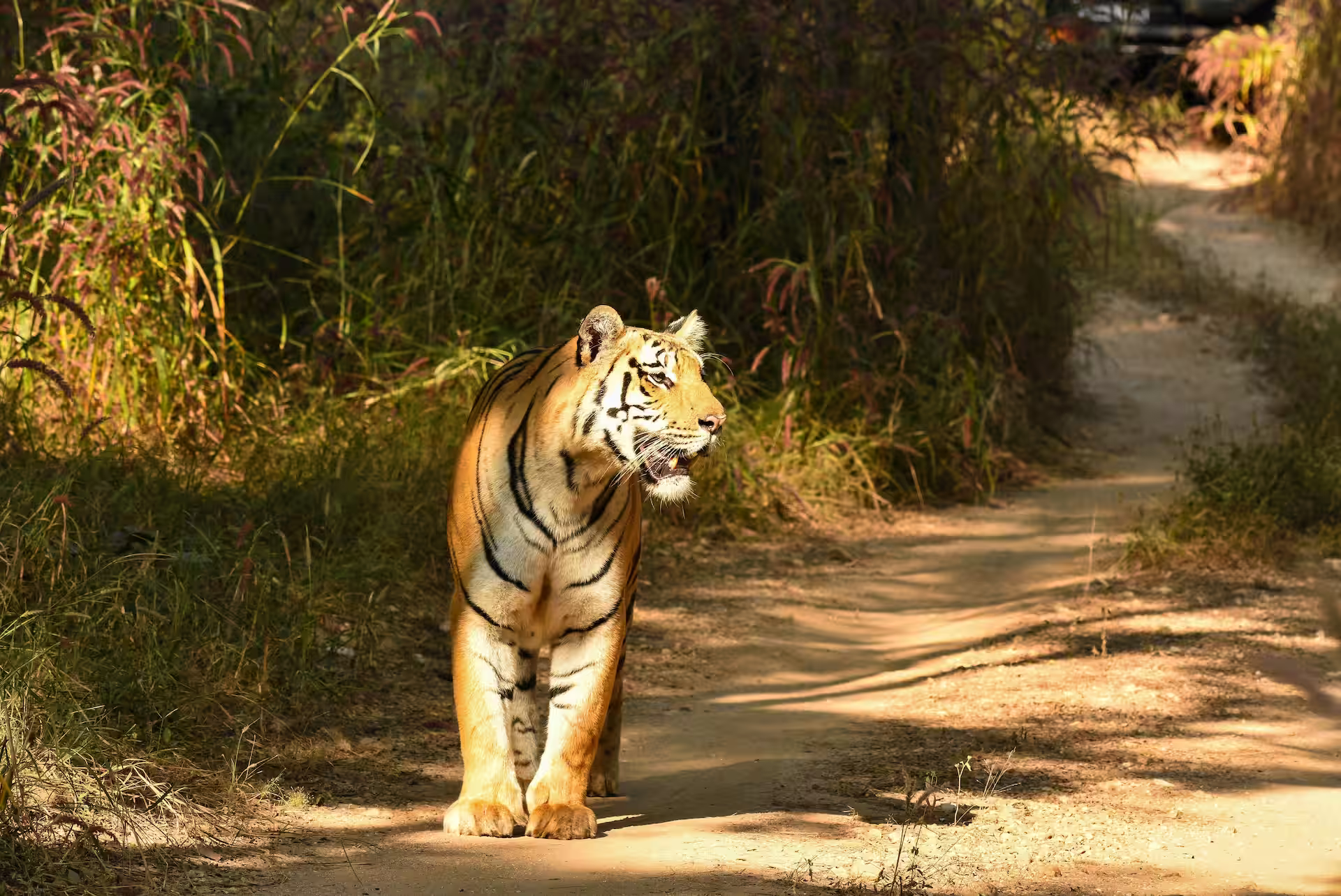 Last Minute Pench Safari Booking
