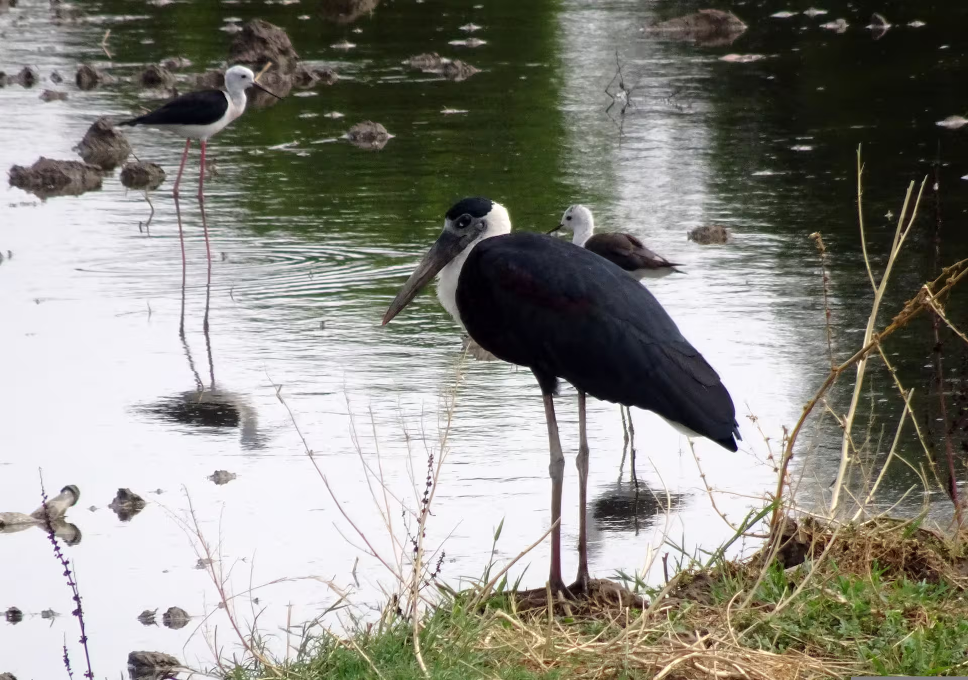 Woolly-necked Stork