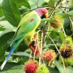 Plum-headed Parakeet