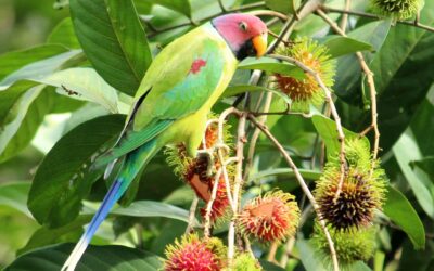 Top 10 Birds to Spot in Pench National Park