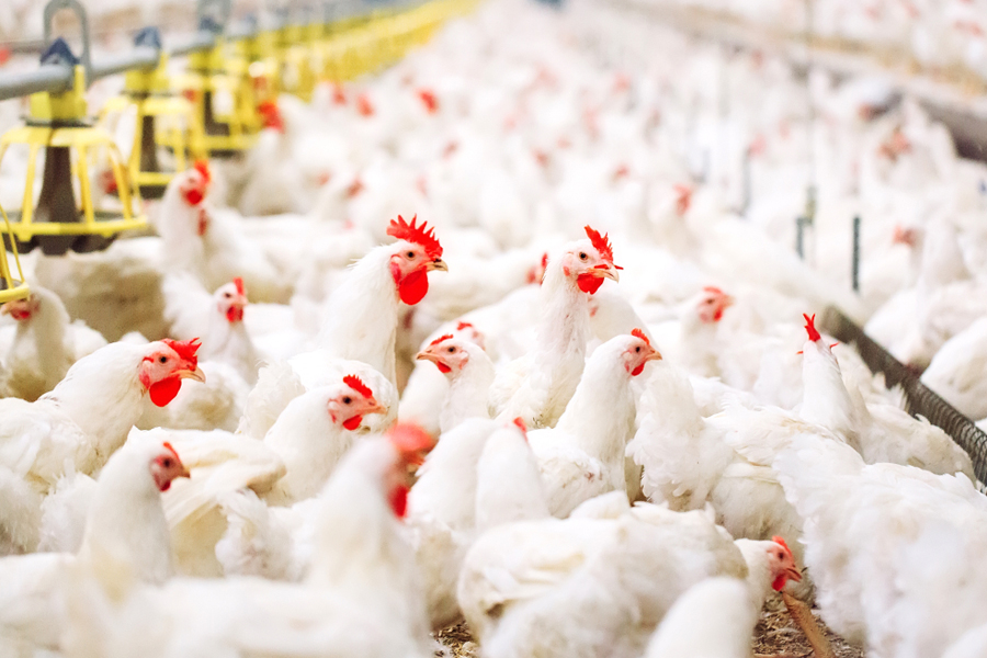 Farm Productivity Is Boosted in 4 Ways With Poultry Software