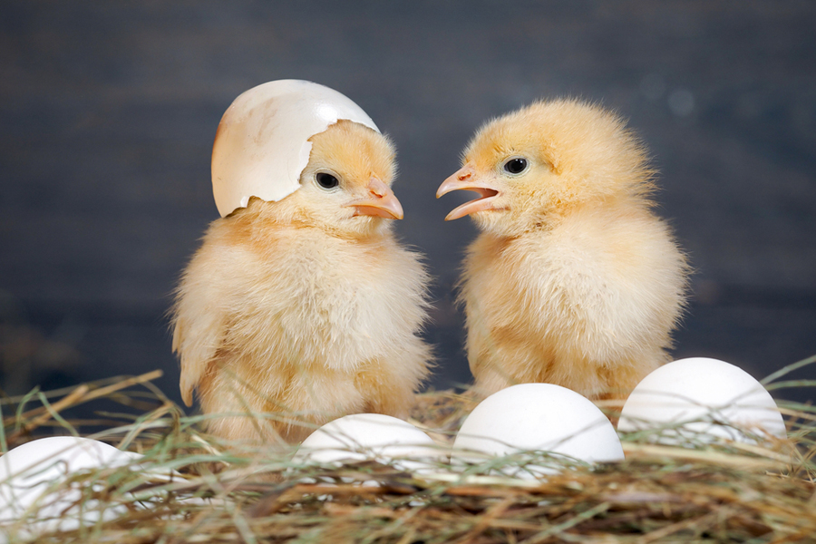 To Manage Farms Successfully, Use Poultry Hatchery ERP Software.