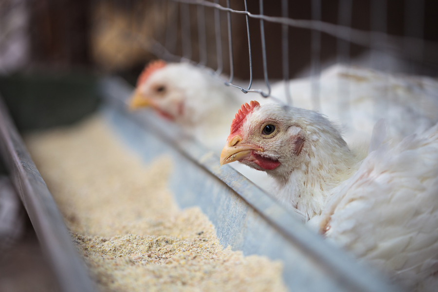 Why Is Poultry Farm Management Software So Important?