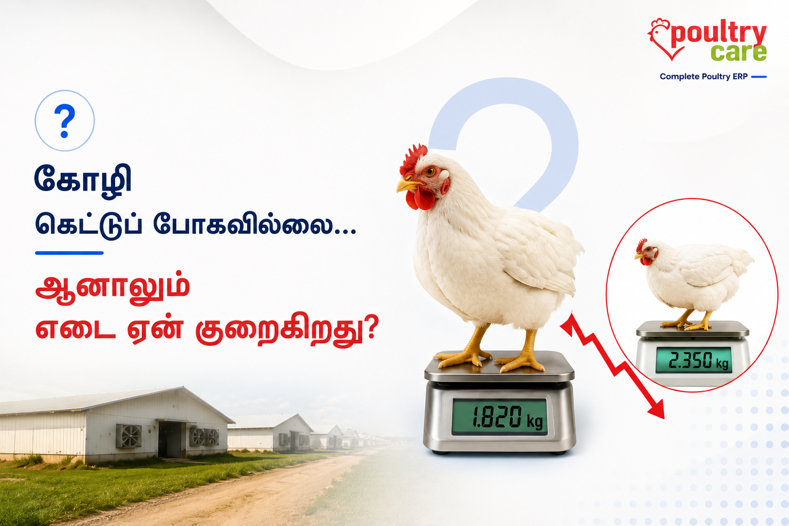 கோழி கெட்டுப் போகவில்லை... ஆனாலும் எடை ஏன் குறைகிறது?