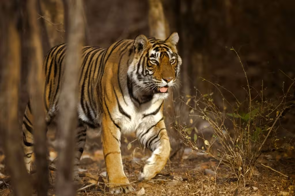 Ranthambore Budget Safari