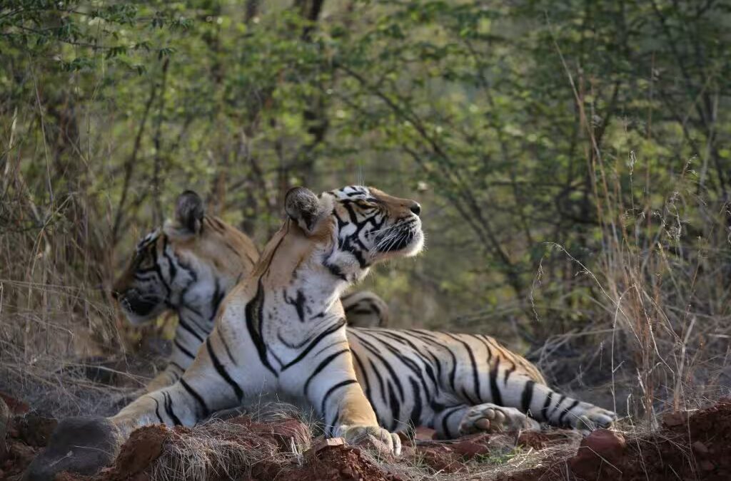 Ranthambore – Bandhavgarh Safari