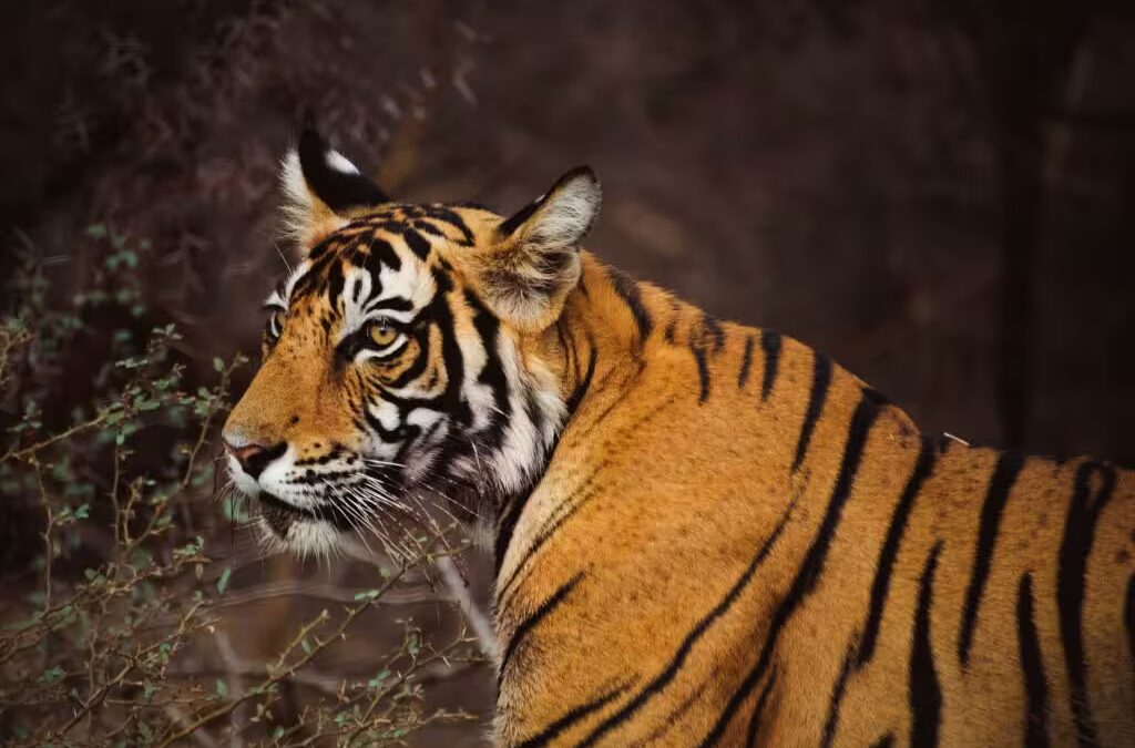 Golden Triangle with Ranthambore