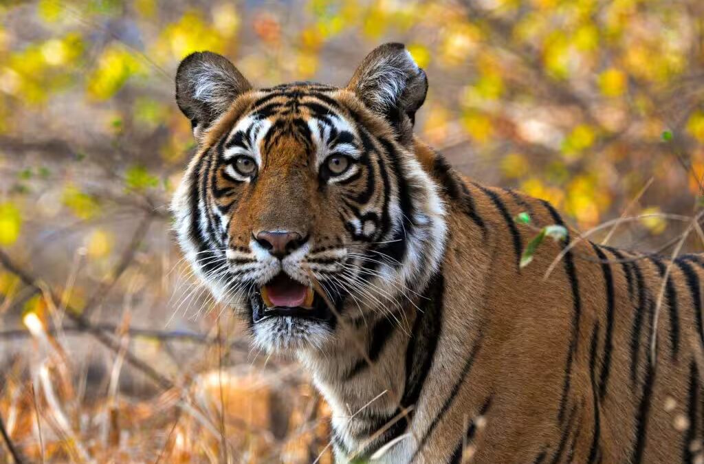 Ranthambore & Corbett With Tajmahal