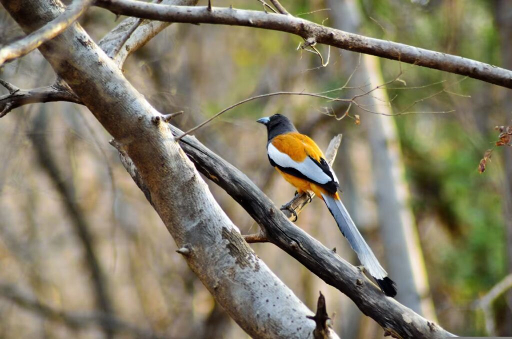 Birding in Ranthambore National Park