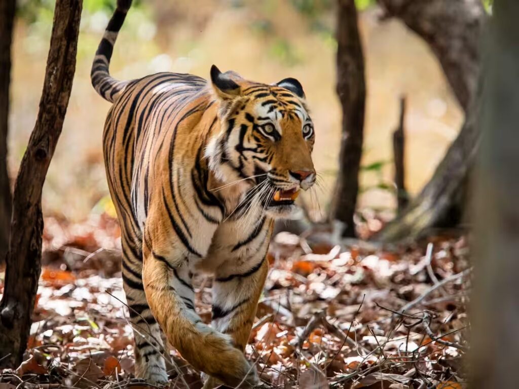 Bandhavgarh National Park