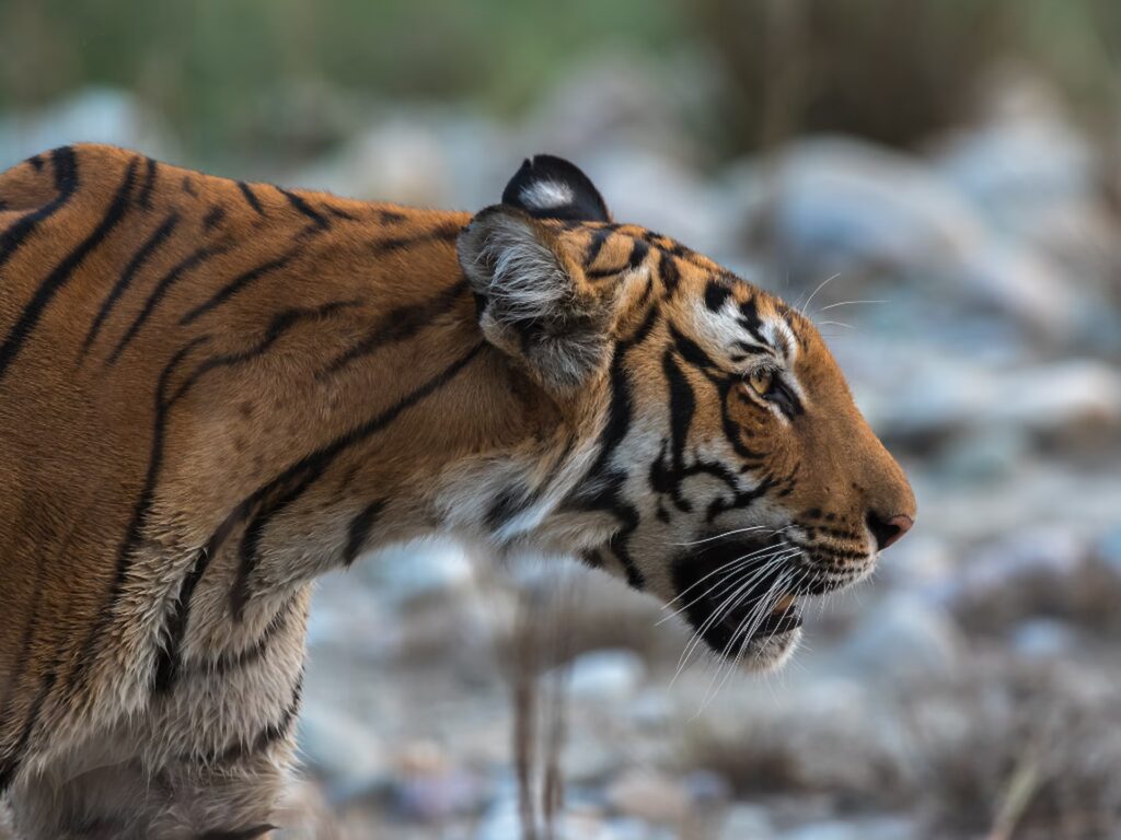 Corbett National Park