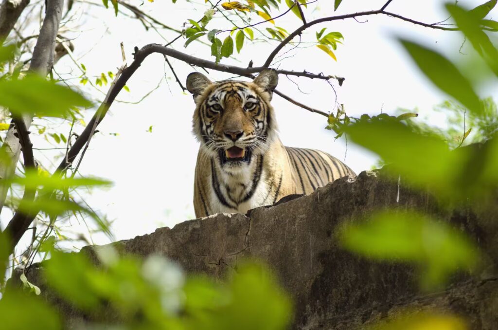 How to Reach Ranthambore