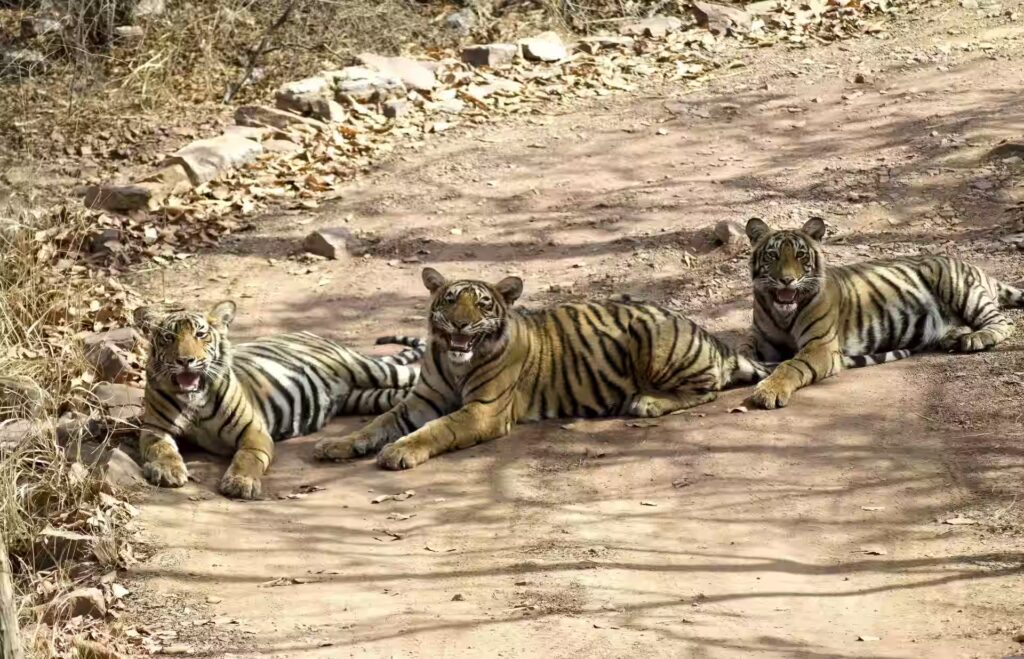 Safari Zones in Ranthambore