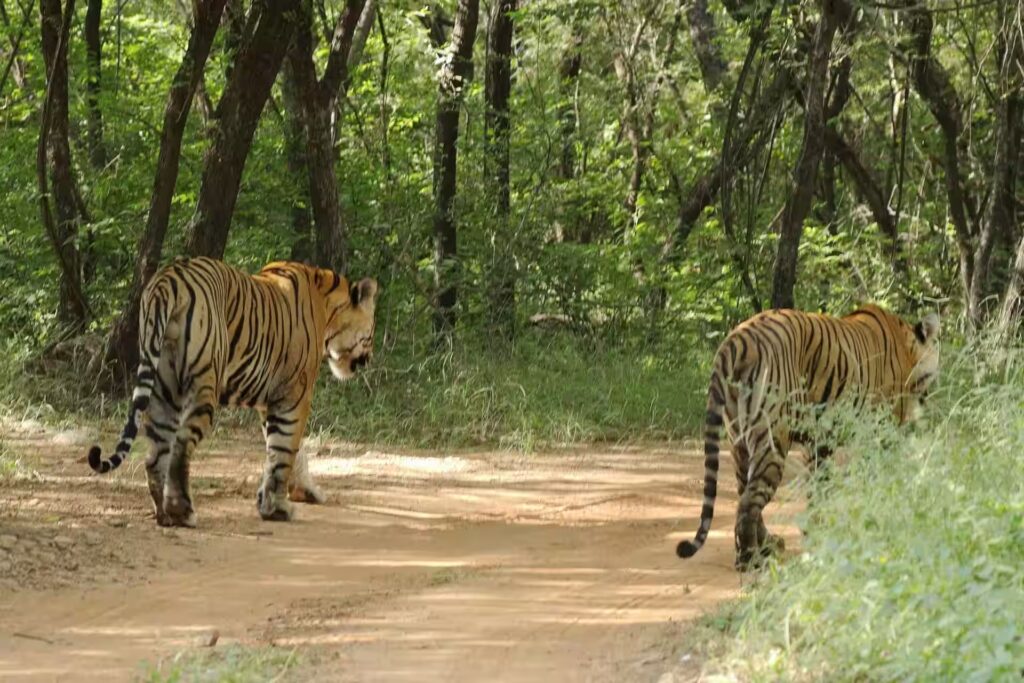 Best Time to Visit Ranthambore