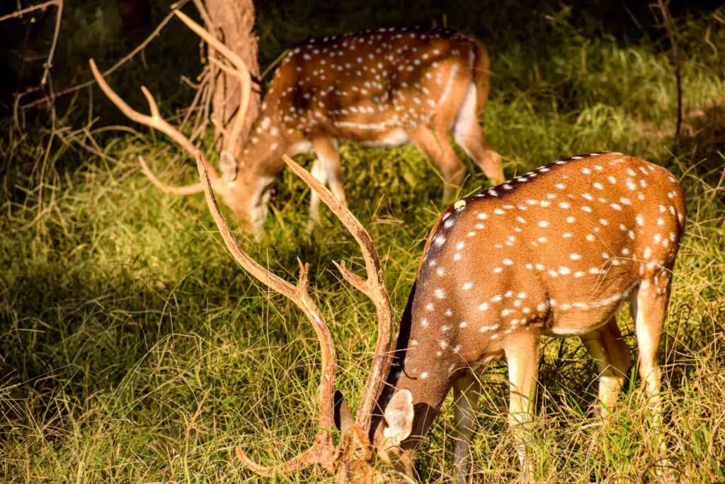 Deer in Grassy Meadow