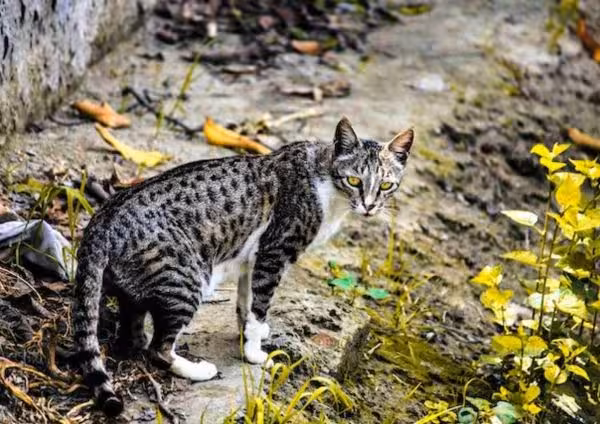 Rusty Spotted Cat