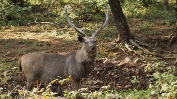 Sambar Deer