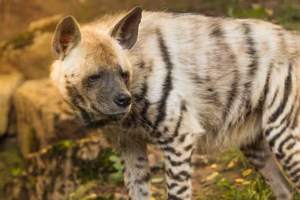 Striped Hyena