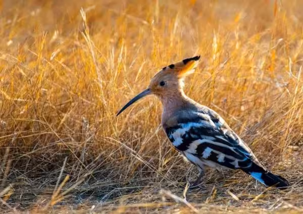 Common Hoopoe
