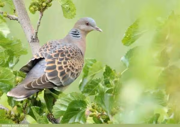 Oriental Turtle Dove