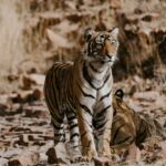 Ranthambore Tiger Safari Guide for First Time Visitors