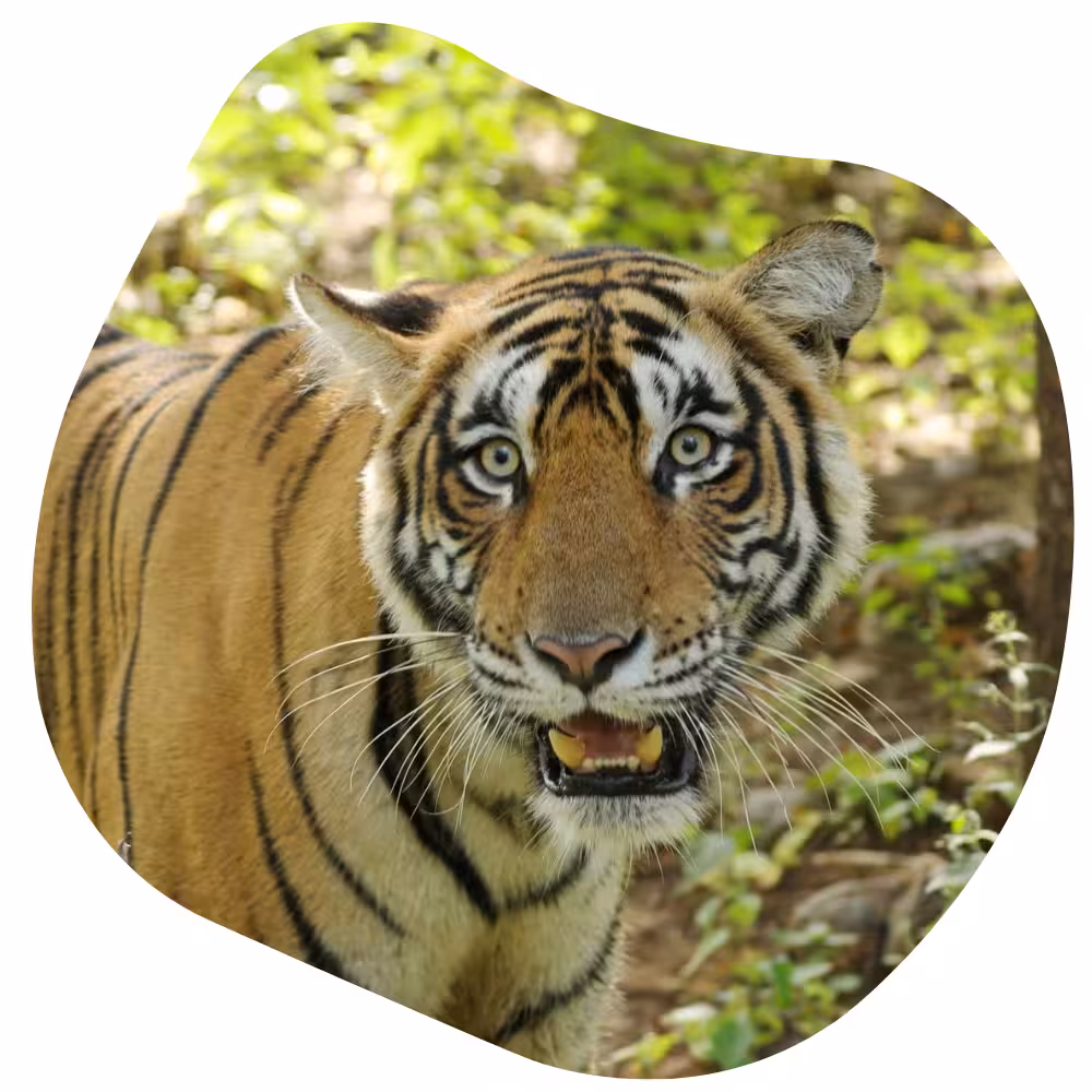 National Park Near Ranthambore National Park Near Ranthambore