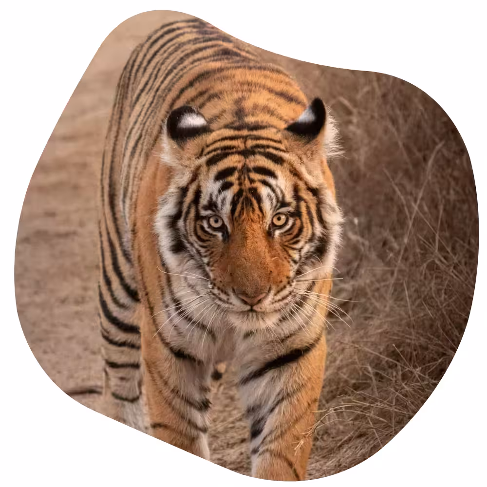 Ranthambore From Cities