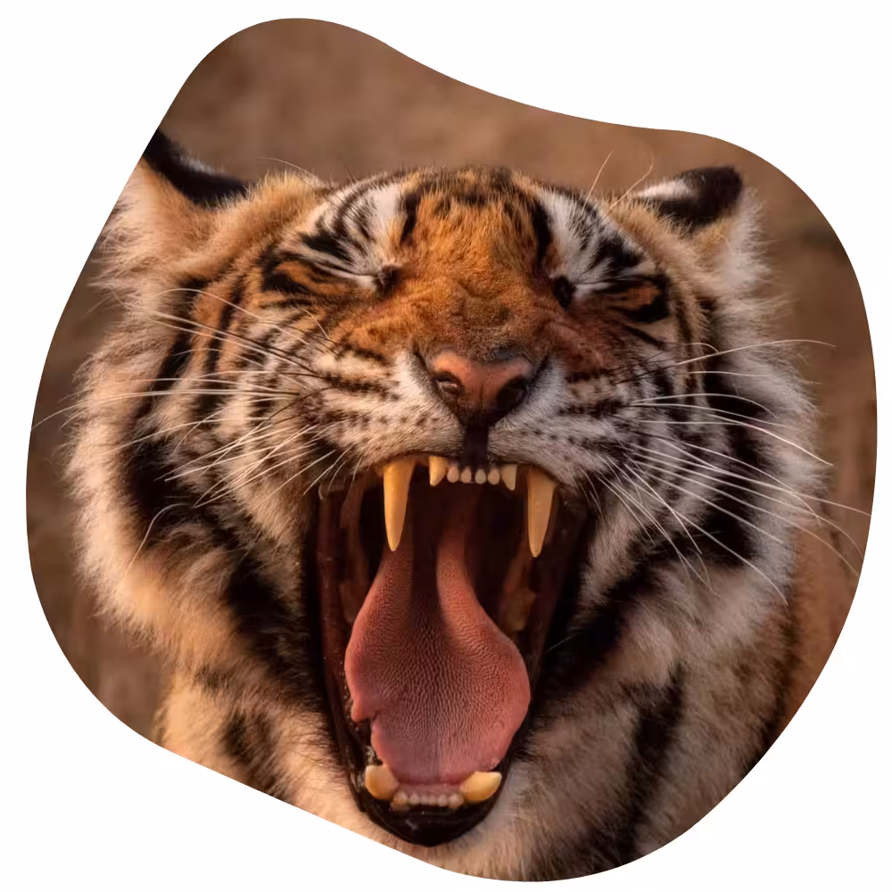 Wildlife of Ranthambore