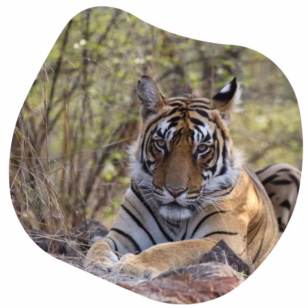 Book Your Tiger Safari
