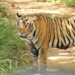 Bengal tiger spotted during summer safari in Ranthambore National Park