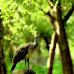 Ranthambore Safari in Winter
