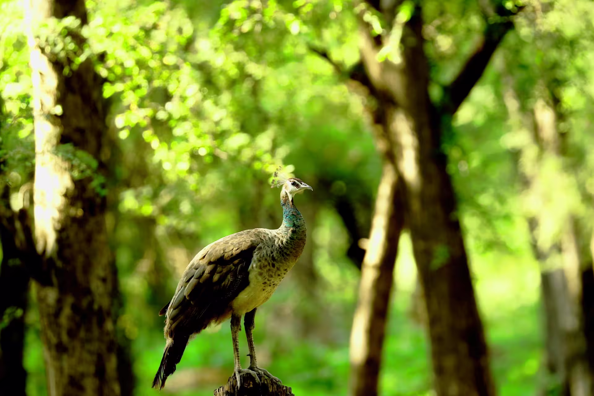 Ranthambore Safari in Winter