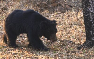 A Safari Guide to Tadoba’s Best-Kept Secrets