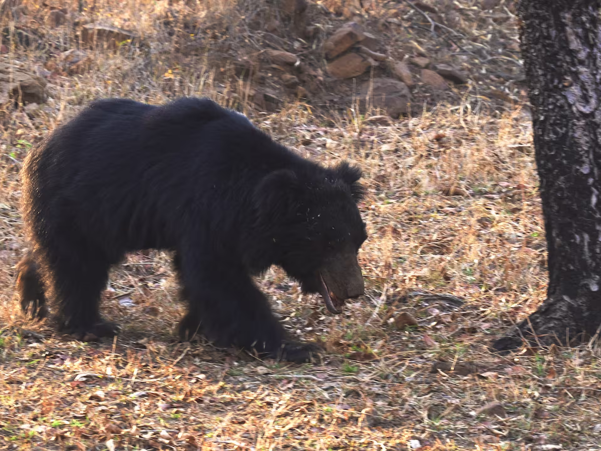 A Safari Guide to Tadoba’s Best-Kept Secrets