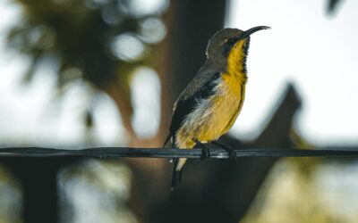 Tadoba’s Bird Paradise: A Feathered Feast