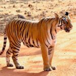 Spotting the Elusive Leopard in Tadoba