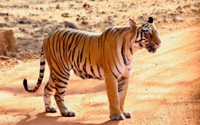 Spotting the Elusive Leopard in Tadoba