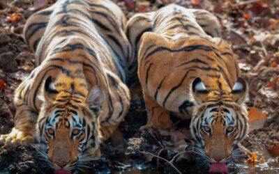 The Best Places to Spot Tigers in Tadoba