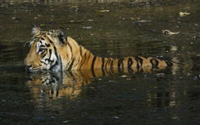 Dos and Don’ts in Tadoba Tiger Safari
