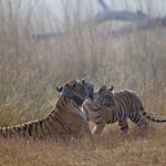 Packing List for Your Tadoba Tiger Safari
