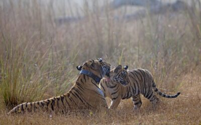 Packing List for Your Tadoba Tiger Safari