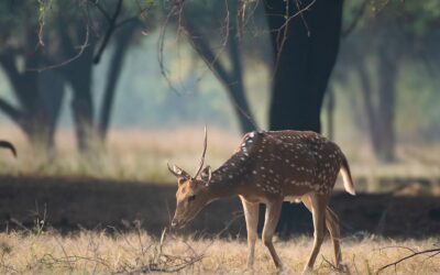 Type of Safaris in Tadoba