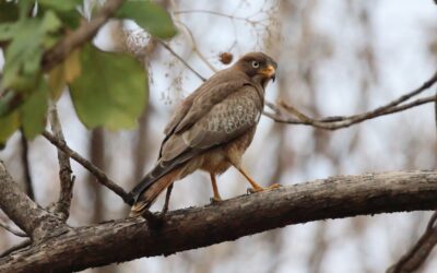 Beyond the Stripes: Other Wonders of Tadoba