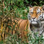 Chasing Tigers in Tadoba