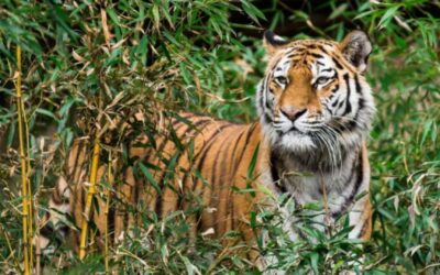 Winter in Tadoba: Why This Season Offers Magical Wildlife Views