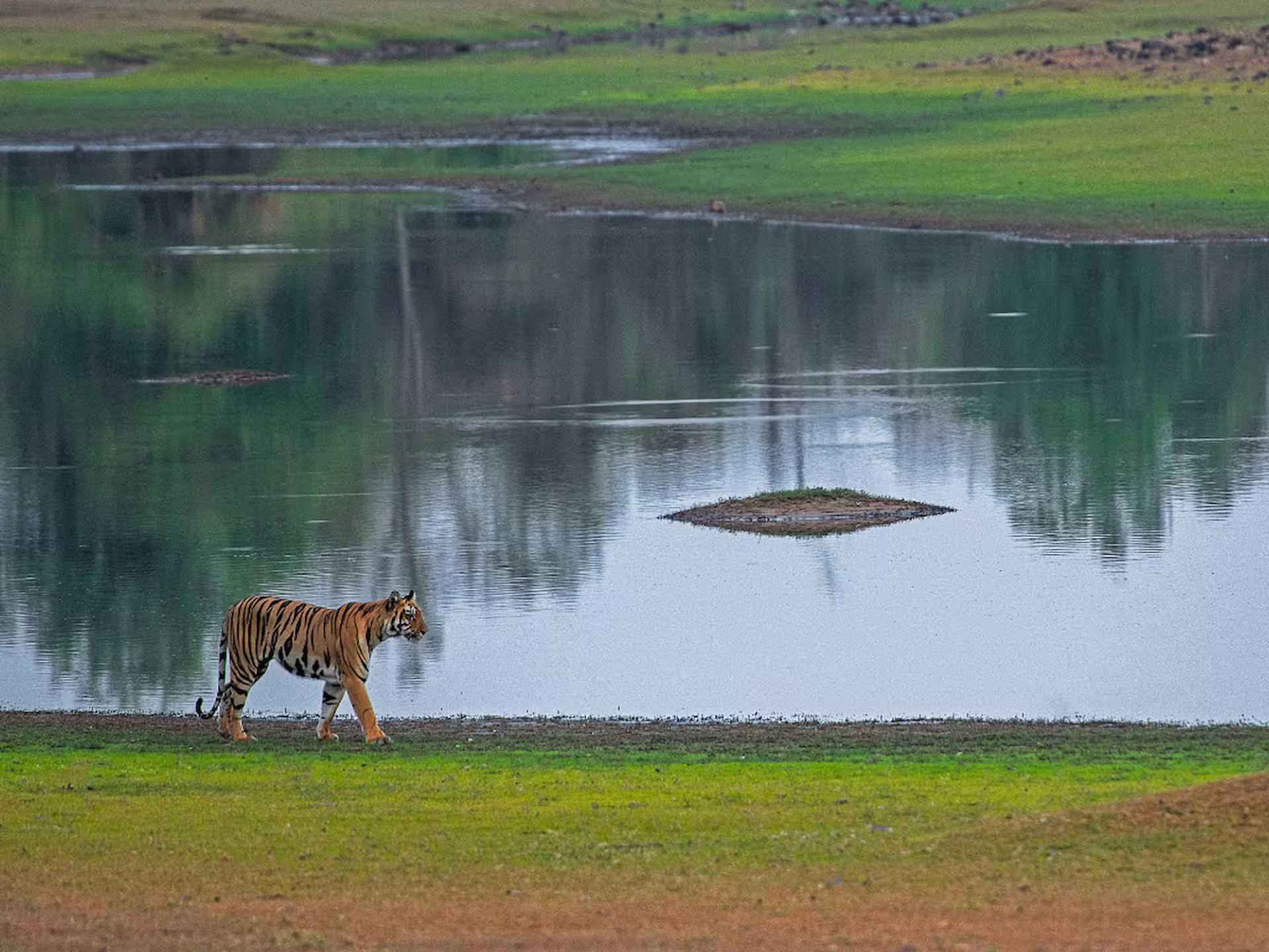 Tadoba & Golden Triangle Safari