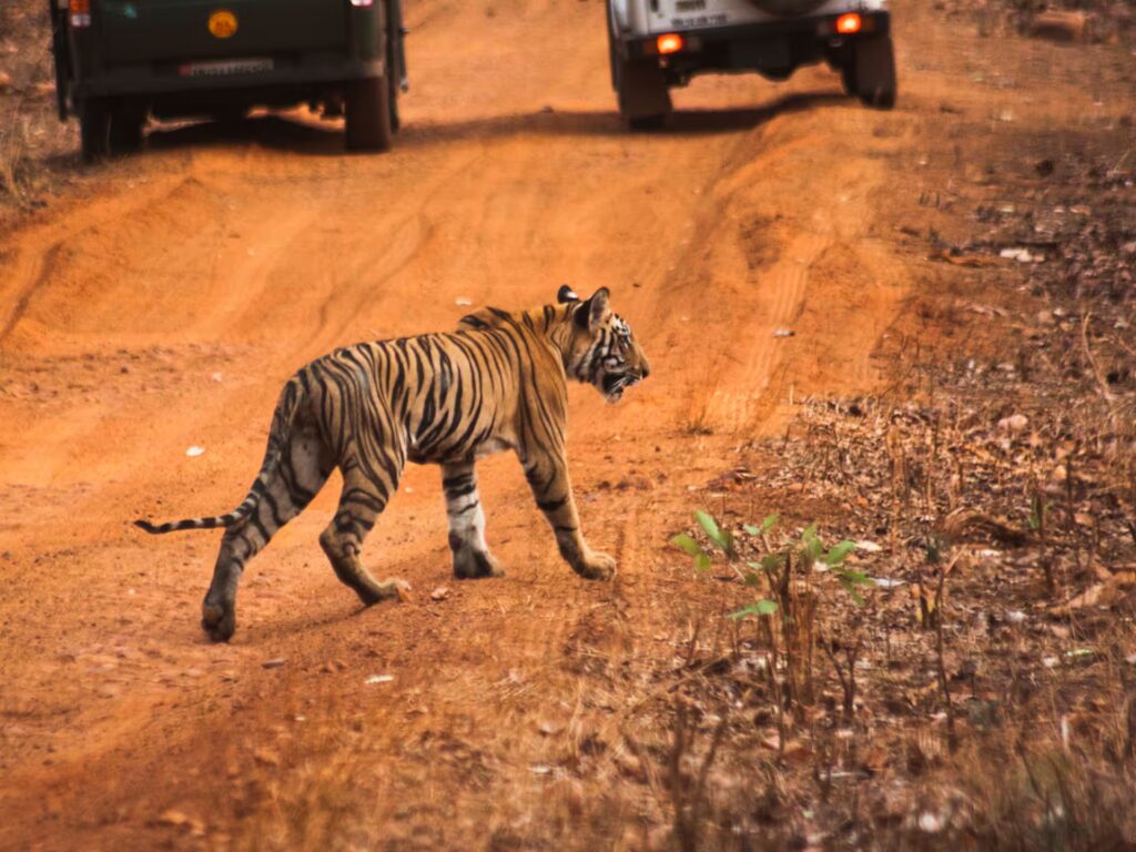 Tadoba Kanha Safari